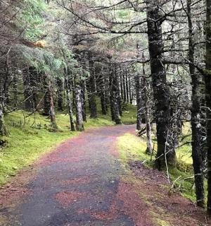 a dirt road in a forest with trees