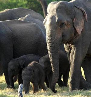 a herd of elephants standing in a field with a baby elephant