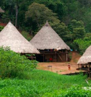 森林里的一组茅草屋顶小屋
