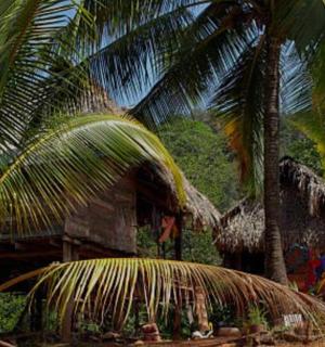 前面有棕榈树的热带房屋