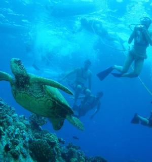 一群人和一只海龟在海里游泳