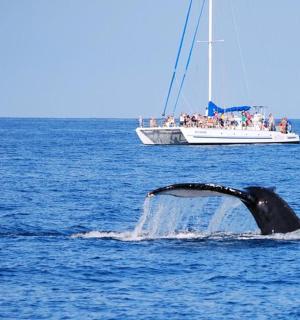 a whale in the ocean with a boat in the background