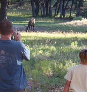 一名男子在田野里拍摄一只鹿