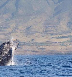a whale in the water in front of a boat