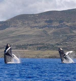 一对海豚在水中，背景是群山