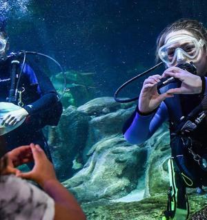 a group of people watching a diver in an aquarium
