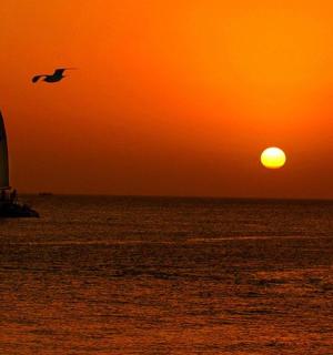 a sailboat in the ocean at sunset with a bird