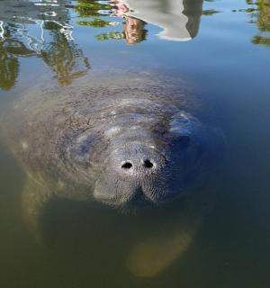 一头大象在水中游泳