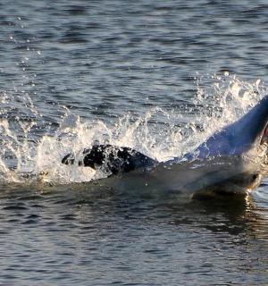 一只海豚跃出水面