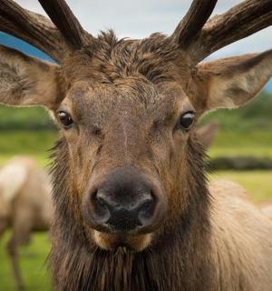 a close up of a large animal with long horns