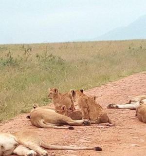 a group of lions laying on a dirt road
