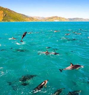 skupina delfínů plavajících ve vodě