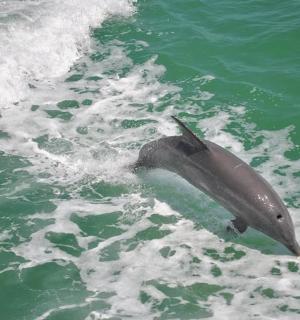 a dolphin in the water with a wave