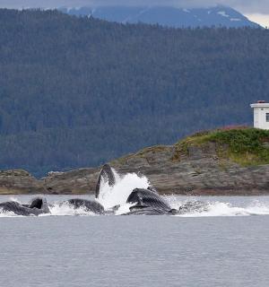 一群海豚在水中,旁边是一座灯塔