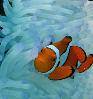 a clown fish is hiding in an anemone