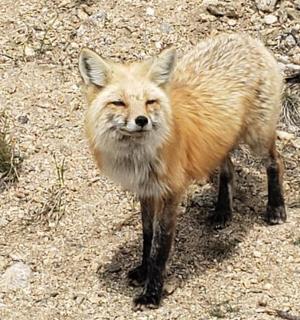 a fox is standing on a dirt road