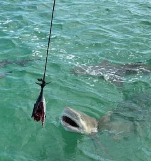 a dolphin being hooked to a rope in the water