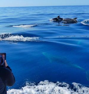 一名女子正在给水中的海豹拍照
