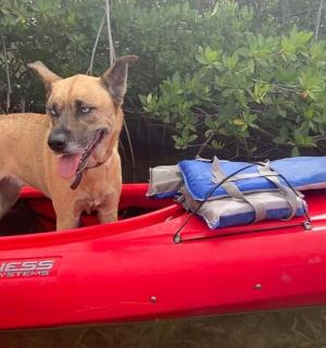 a dog standing on the back of a red kayak