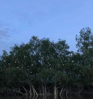 一组矗立在水中的树