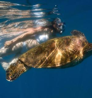 a green sea turtle swimming in the water
