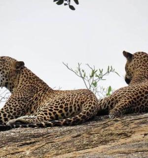 two cheetahs sitting on top of a tree
