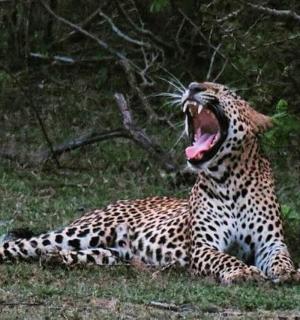 一只猎豹躺在草地上，嘴巴张开