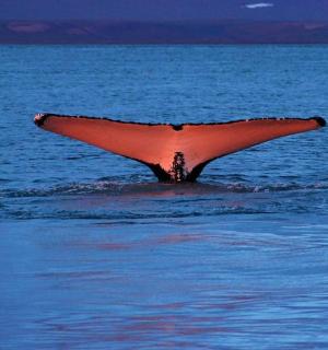 海洋中露出水面的物体