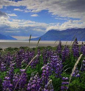 a field of purple flowers with mountains in the background