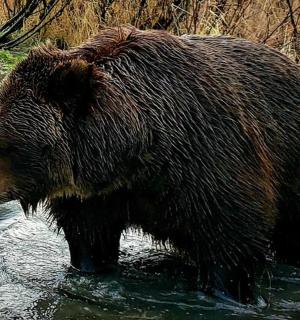a large brown bear standing in the water