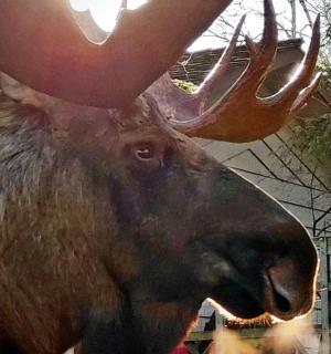 a statue of a moose with horns on its face