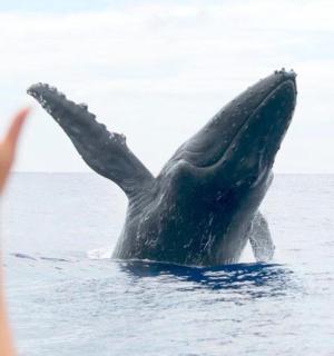a person with their hand up in the water with a dolphin