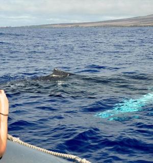 a woman taking a picture of a dolphin in the water