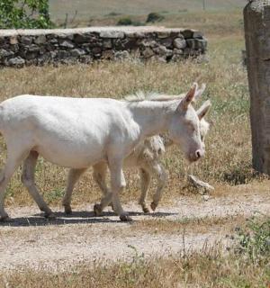 koza a pes jdoucí po prašné cestě
