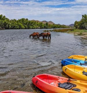 three horses are standing in the water next to boats