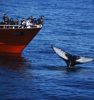 a dolphin in the water in front of a boat