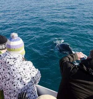 a group of people on a boat looking at a dolphin in the water