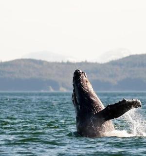 delfín ve vodě s hlavou ve vodě