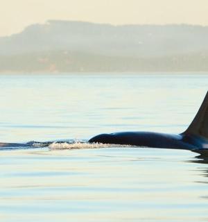 pár kosatek plavajících ve vodě