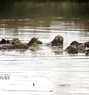 a group of ducks swimming in the water