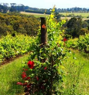 vinice s kyticí květin na poli