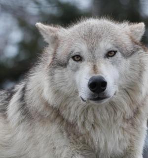 a close up of a gray dog with
