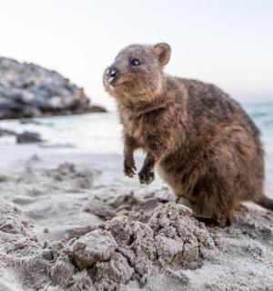 medvídě stojí na pláži