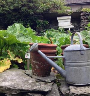 a garden with a watering can and some plants