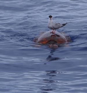 一只鸟坐在水中的乌龟上面