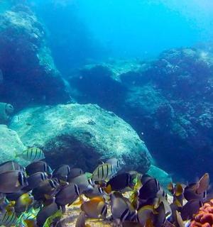 podvodní snímek korálového útesu s rybami