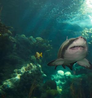 a shark swimming in the ocean with a fish