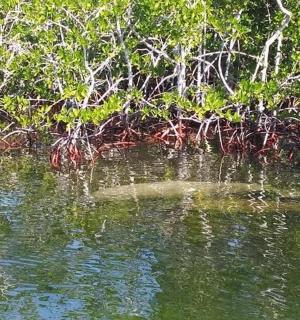 鳄鱼坐在水体中间