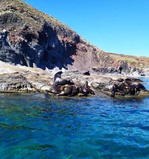 a group of birds sitting on rocks in the water
