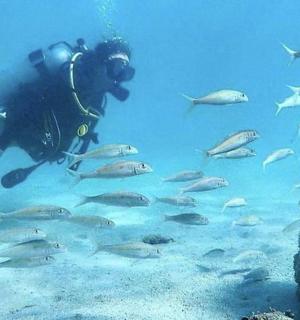 osoba plavající ve vodě se skupinou ryb